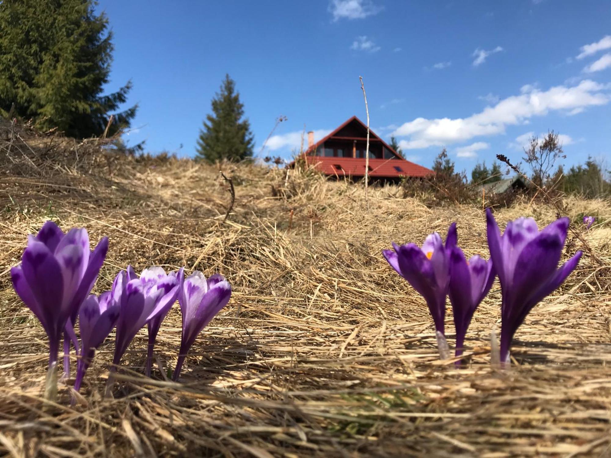 Cabana Transilvania Belis Bagian luar foto